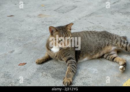 Un chat de Singapura errant couché sur le sol Banque D'Images