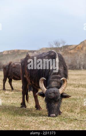 Des vaches noires poilues avec des cornes se broutent sur un pré vert dans une région montagneuse. Pâturage libre. Gros plan. La tête d'un yak gros plan. Banque D'Images