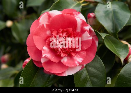 Gros plan d'une fleur de camélia japonaise rose et blanche (camillia japonica) fleurissant au printemps (mars) Banque D'Images