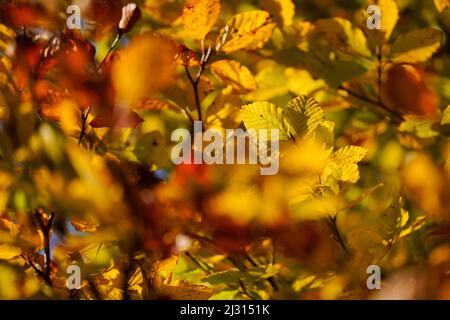 Feuilles de hêtre d'automne dans la lumière du soir, Weilheim, Bavière, Allemagne Banque D'Images