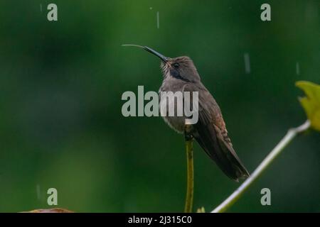 Colibri delphinae (colibri delphinae) brun perchée sous la pluie avec sa langue qui dépasse dans la province d'El Oro, en Équateur. Banque D'Images