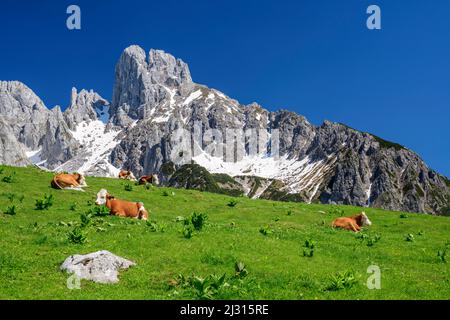 Les vaches se trouvent sur la prairie, Bischofsmütze en arrière-plan, Stuhlalm, Gosaukamm, Dachstein, Salzalpensteig, Hallstatt, patrimoine mondial de l'UNESCO, Salzbourg, Autriche Banque D'Images