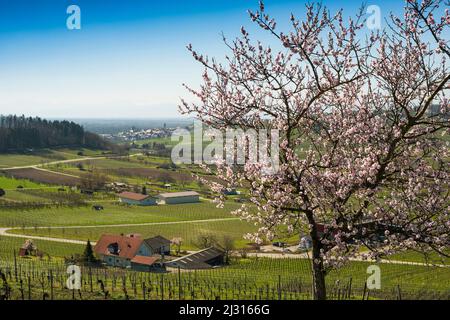 Vignobles et amandiers en fleur au printemps, Burkheim, près de Vogtsburg, Kaiserstuhl, Bade-Wurtemberg, Allemagne Banque D'Images