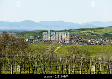 Vignobles au printemps, Burkheim, derrière les Vosges, Vogtsburg, Kaiserstuhl, Bade-Wurtemberg, Allemagne Banque D'Images