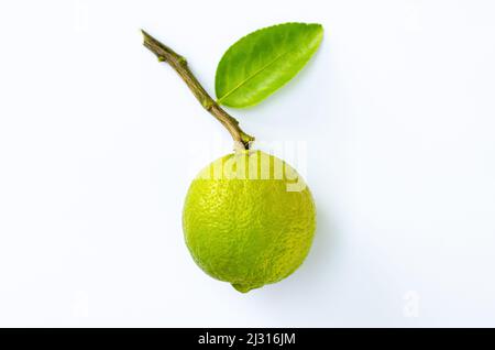 Vert gros de chaux organique avec des feuilles placées sur fond de papier blanc. Banque D'Images