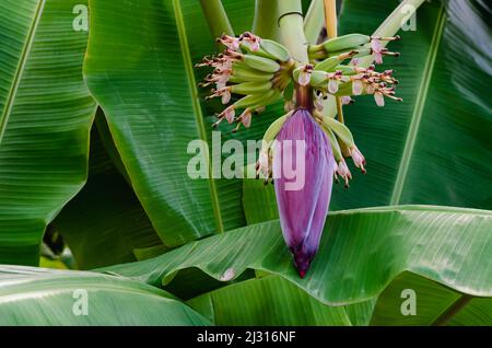 Bourgeon de banane ou fleur de banane sur l'arbre avec son fond de feuilles vertes. Banque D'Images