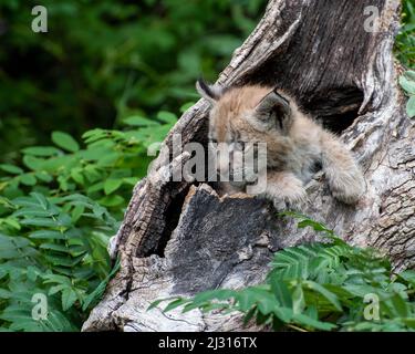 Siberian Lynx Kitten peeking hors d'un Hollow Log Banque D'Images