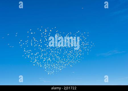 Un troupeau de petits Corellas en vol (Cacatua pastinator), Australie occidentale, Australie occidentale, Australie occidentale Banque D'Images