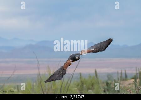 Les Hawks de Harris survolez le désert de Sonoran en Arizona Banque D'Images