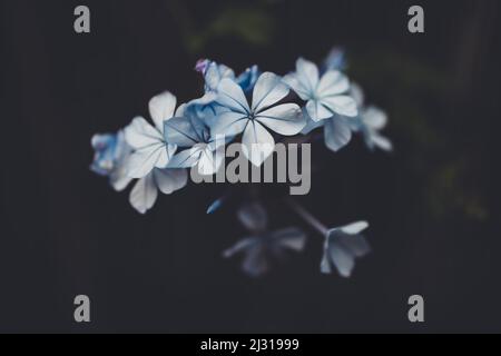 Blue Plumbago auriculata plante avec beaucoup de fleurs à l'extérieur dans la lumière dure entouré par des tons sombres moody Banque D'Images