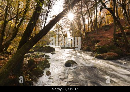 Rapides de 'Irrel Waterfalls' dans la vallée du Prüm, près d'Irrel, Eifel, Rhénanie-Palatinat, Allemagne Banque D'Images