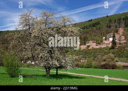 L'impressionnante forteresse Schloss-Zwingenberg au-dessus de la rivière Neckar dans le parc naturel Neckartal-Odenwald, Bade-Wurtemberg, Allemagne. Banque D'Images