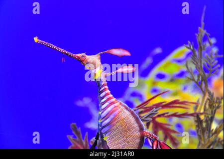 Gros plan d'un hippocampe coloré à l'aquarium de Singapour Banque D'Images