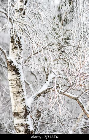 Couvert de neige de la montagne du Caucase dans la station de Bakuriani, Géorgie Banque D'Images