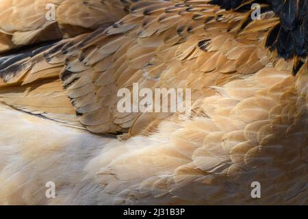 Gros plan de poulet rouge ou de plumes de coq Banque D'Images
