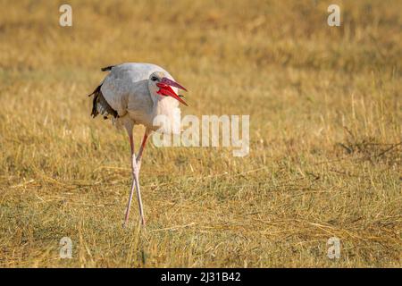 Stork attrape un coléoptère dans le parc national Seewinkel sur le lac Neusiedl à Burgenland, en Autriche Banque D'Images