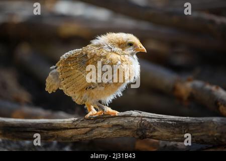 Gros plan sur un poulet de bébés sur la branche Banque D'Images