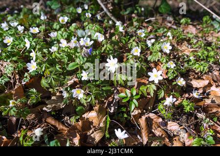 Anémone des bois Anemone nemorosa, Banque D'Images