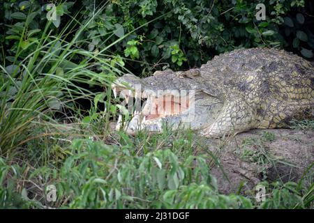 Ouganda; région du Nord à la frontière avec la région de l'Ouest; parc national de Murchison Falls; Victoria Nile; crocodile du Nil sur la rive; bouche ouverte pour la régulation de la température Banque D'Images