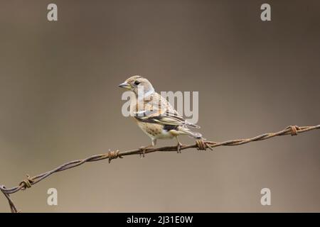 Brambling Fringilla montifringilla, femelle adulte perchée sur un barbelé, Suffolk, Angleterre, mars Banque D'Images