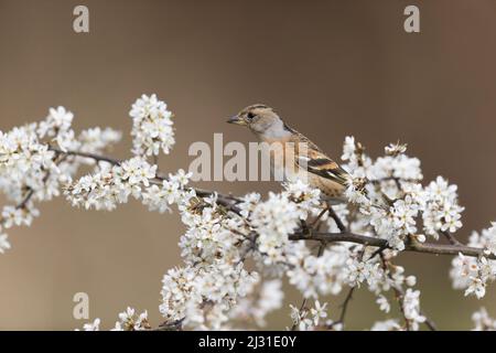 Brambling Fringilla montifringilla, femelle adulte perchée parmi les fleurs, Suffolk, Angleterre, mars Banque D'Images