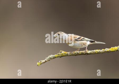 Brambling Fringilla montifringilla, femelle adulte perchée sur une branche couverte de lichen, Suffolk, Angleterre, mars Banque D'Images