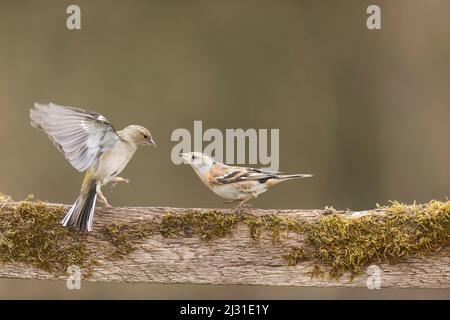 Coelebs de fringilla, femelle adulte et Brambling Fringilla montifringilla, femelle adulte qui lutte sur une clôture couverte de mousse, Suffolk, Angleterre Banque D'Images