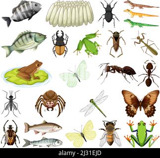 Différents types d'insectes et d'animaux sur fond blanc illustration Illustration de Vecteur
