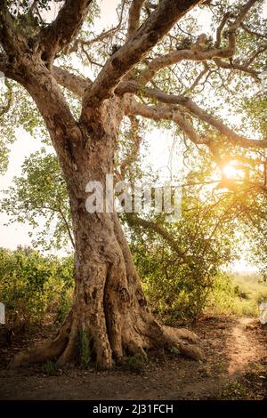 Arbre rétroéclairé, Parc national de Tsingy de Bemaraha, Madagascar, province de Mahajanga, Afrique, site classé au patrimoine mondial de l'UNESCO Banque D'Images