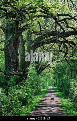 Forêt de contes de fées dans la réserve naturelle de Kühkopf-Knoblochsaue sur le Rhin, Hesse, Allemagne. Banque D'Images