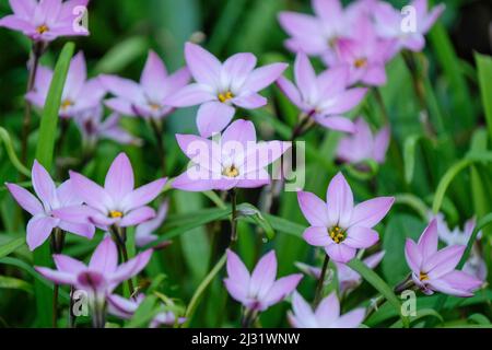 Springstar ou Spring Starflower, Ipheion «Charlotte Bishop», Ipheion uniflorum «Charlotte Bishop». Mauve fleurit au début du printemps Banque D'Images