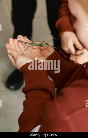 Lors de l'excursion à l'exotarium, sous surveillance stricte, les enfants sont autorisés à tenir l'insecte dans les mains. Animaux de compagnie inhabituels. Pour surmonter la peur, les enfants le sont Banque D'Images