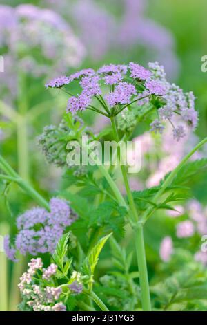 Chaérophyllum hirsutum 'Roseum', cerfeuil poilu 'Roseum', fleurs rose lilas, printemps Banque D'Images