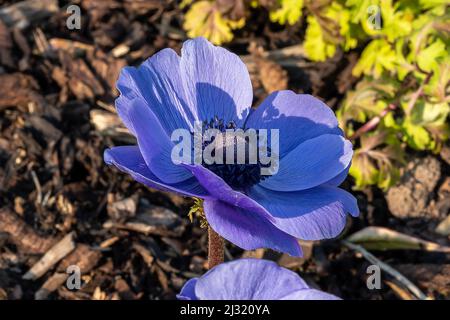 Anemone coronaria 'Hollandia' plante bulbeuse à fleurs printanières avec une fleur de printemps bleue, image de stock photo Banque D'Images