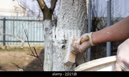 Une fille blanchie un tronc d'arbre dans un jardin de printemps. Blanchi à la chaux d'arbres de printemps, protection contre les insectes et pests.selective focus Banque D'Images