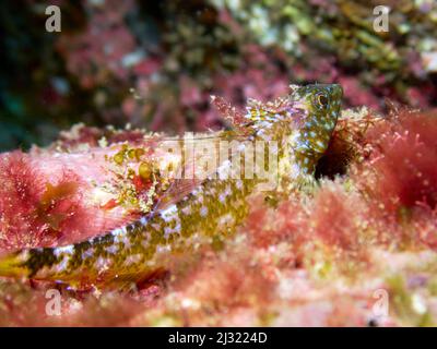 Photo sous-marine macro d'un blenny à face noire, tripterygion delaisi, camouflage entre algues. La vie marine aux îles Canaries, Espagne. Banque D'Images