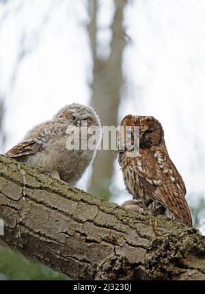 Tawny Owl (Strix aluco) adulte nourrissant jeune Norwich GB UK avril 2022 Banque D'Images