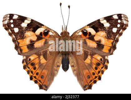 Papillon espèce Vanessa cardui, nom trivial: Lady peint. Banque D'Images