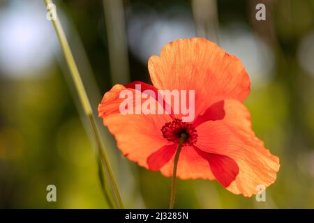 Pavot de maïs, rhoeas de Papaver, fleur Banque D'Images