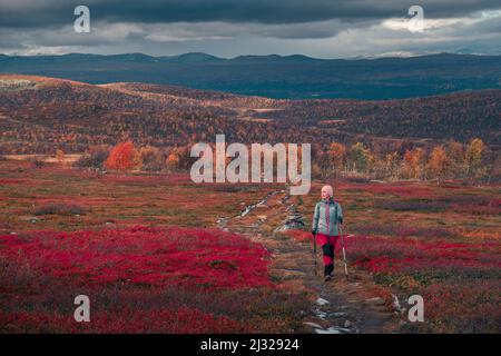 Femme randonnée sur le sentier de randonnée de Kungsleden dans le parc national de Pieljekaise en automne en Laponie en Suède Banque D'Images