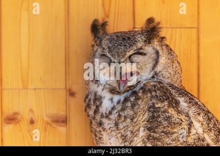 Hibou de la grange (Bubo virginianus) - Portrait d'un grand hibou dans une cage. Elle est attachée par une jambe. La chouette est entraînée par une falconer Banque D'Images