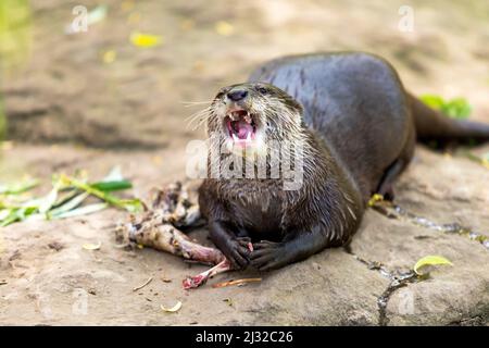 La petite loutre - Amblonyx cinerea - mange de la viande. Il a une bouche ouverte, les dents sont visibles et il mord de la viande des os. Banque D'Images