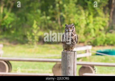 Hibou de l'aigle africain - Bubo africanus - fauconnerie guidée sur un terrain vert par temps ensoleillé. Banque D'Images