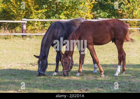 Un cheval brun et noir se présente dans un corral sur un champ vert. Banque D'Images