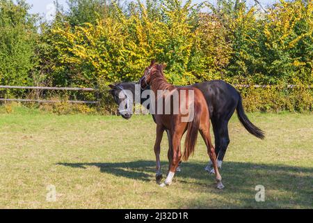 Un cheval brun et noir se présente dans un corral sur un champ vert. Banque D'Images