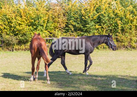 Un cheval brun et noir se présente dans un corral sur un champ vert. Banque D'Images