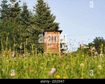 stand de cerfs entouré d'un pré fleuri devant une forêt, au soleil du soir, avec un premier plan flou Banque D'Images