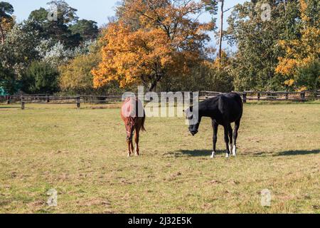 Un cheval brun et noir se présente dans un corral sur un champ vert. Banque D'Images