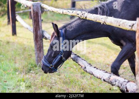 Un cheval noir a sa tête entre une clôture en bois. Banque D'Images