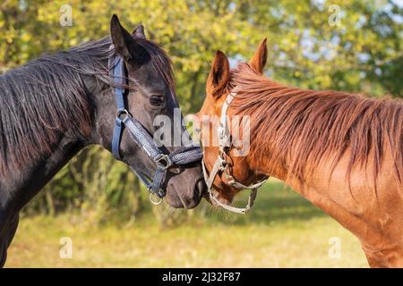 Portrait d'une tête de cheval noire et brune. Les chevaux ont un halter sur. Banque D'Images